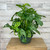 MONSTERA ADANSONII 265617